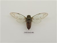 藏品(陽明山暮蟬)的圖片